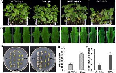 MAPK and phenylpropanoid metabolism pathways involved in regulating the resistance of upland cotton plants to Verticillium dahliae